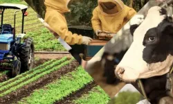 Çiftçiye 3,3 milyar TL'lik destek ödemeleri hesaplarda