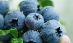 Yaban Mersini üreticileri için Bursa'da tek çatıda... Uludağ Blueberry Birliği kuruldu