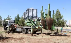 Diyarbakır'dan ağaçlara saygı duruşu
