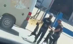 Düzce’de sokak köpeklerinin toplanma görüntüleri sosyal medyada tepki çekti