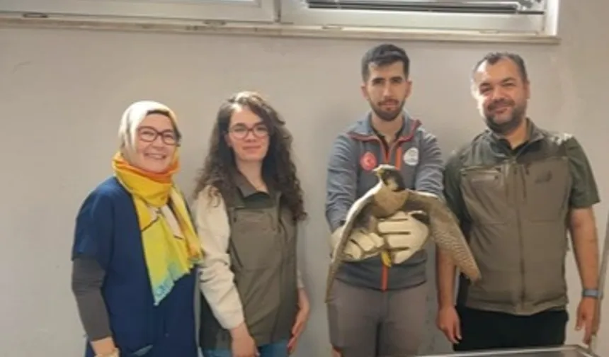Denizli Büyükşehir Belediyesi yaralı akdoğanı hayata döndürdü